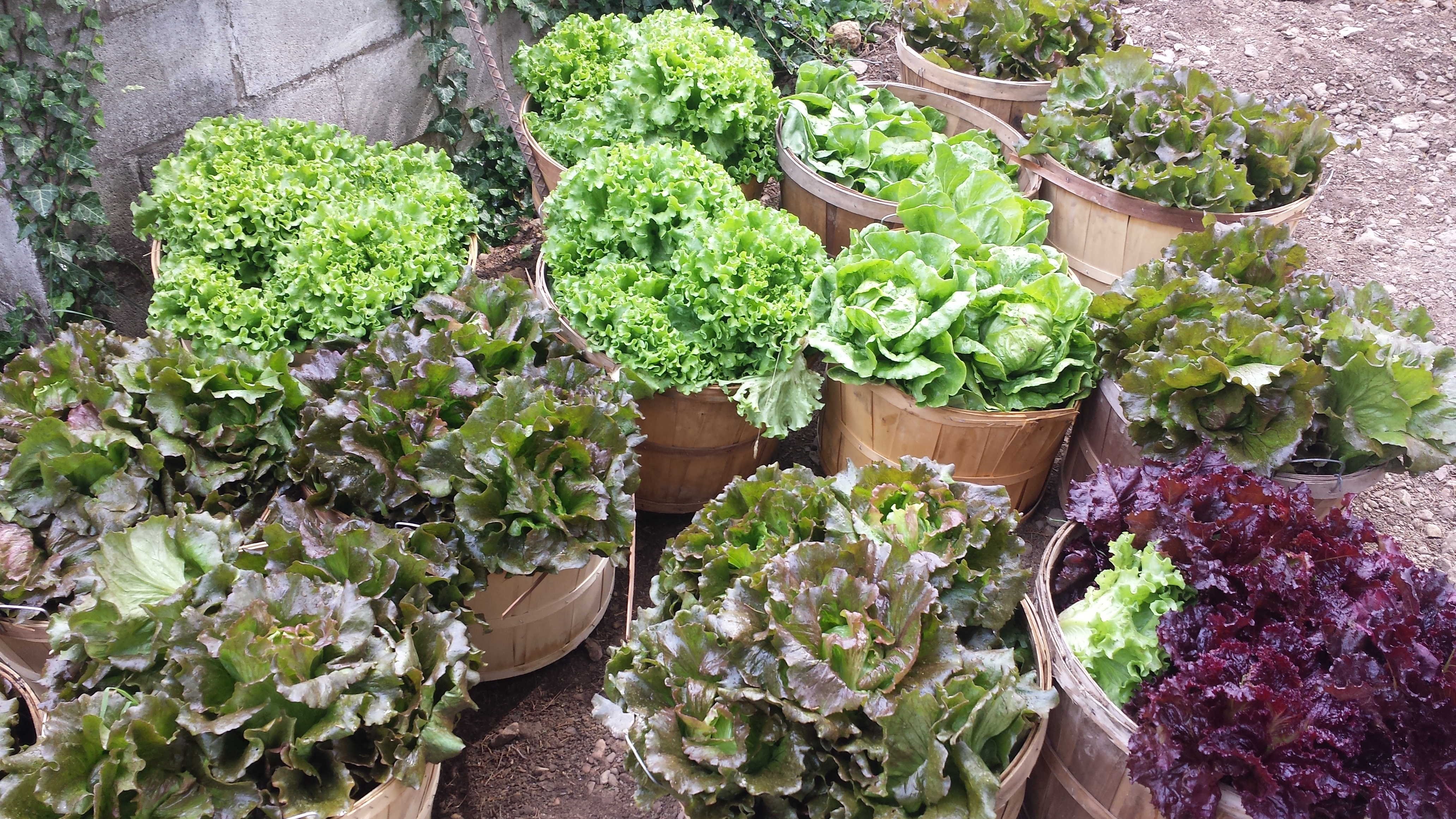 organic lettuce lots of produce