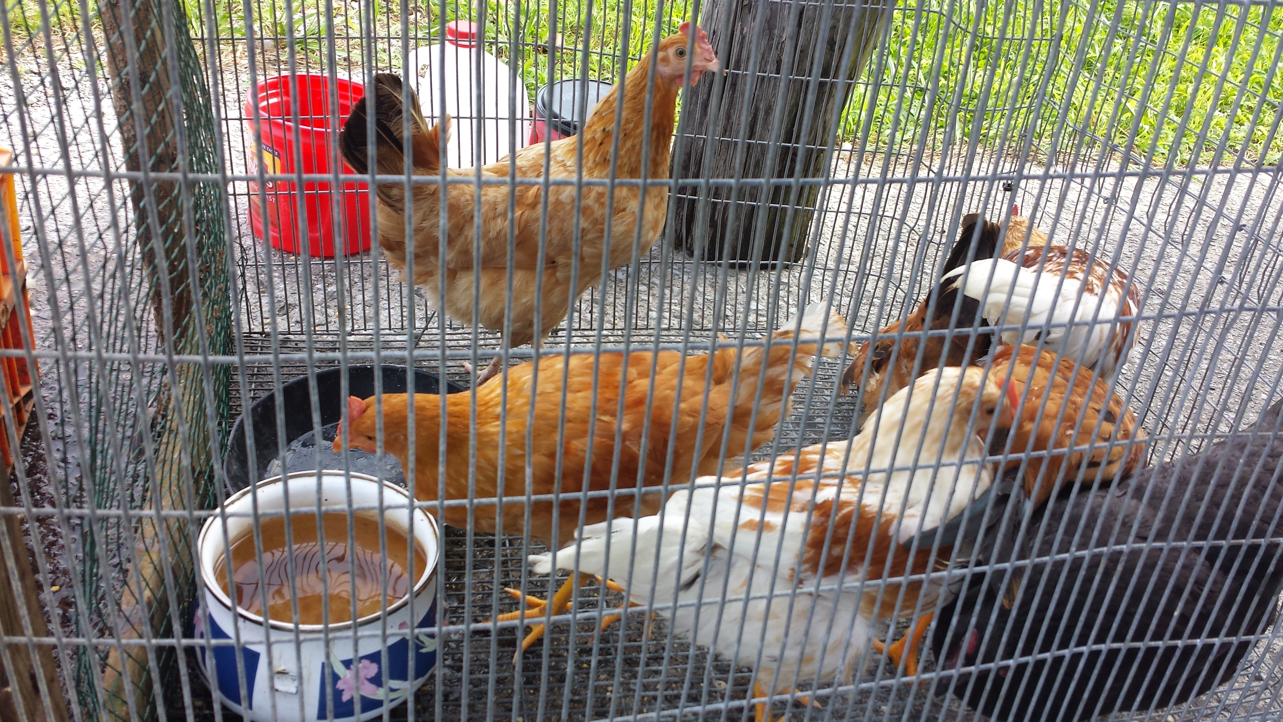 chickens at farmers market