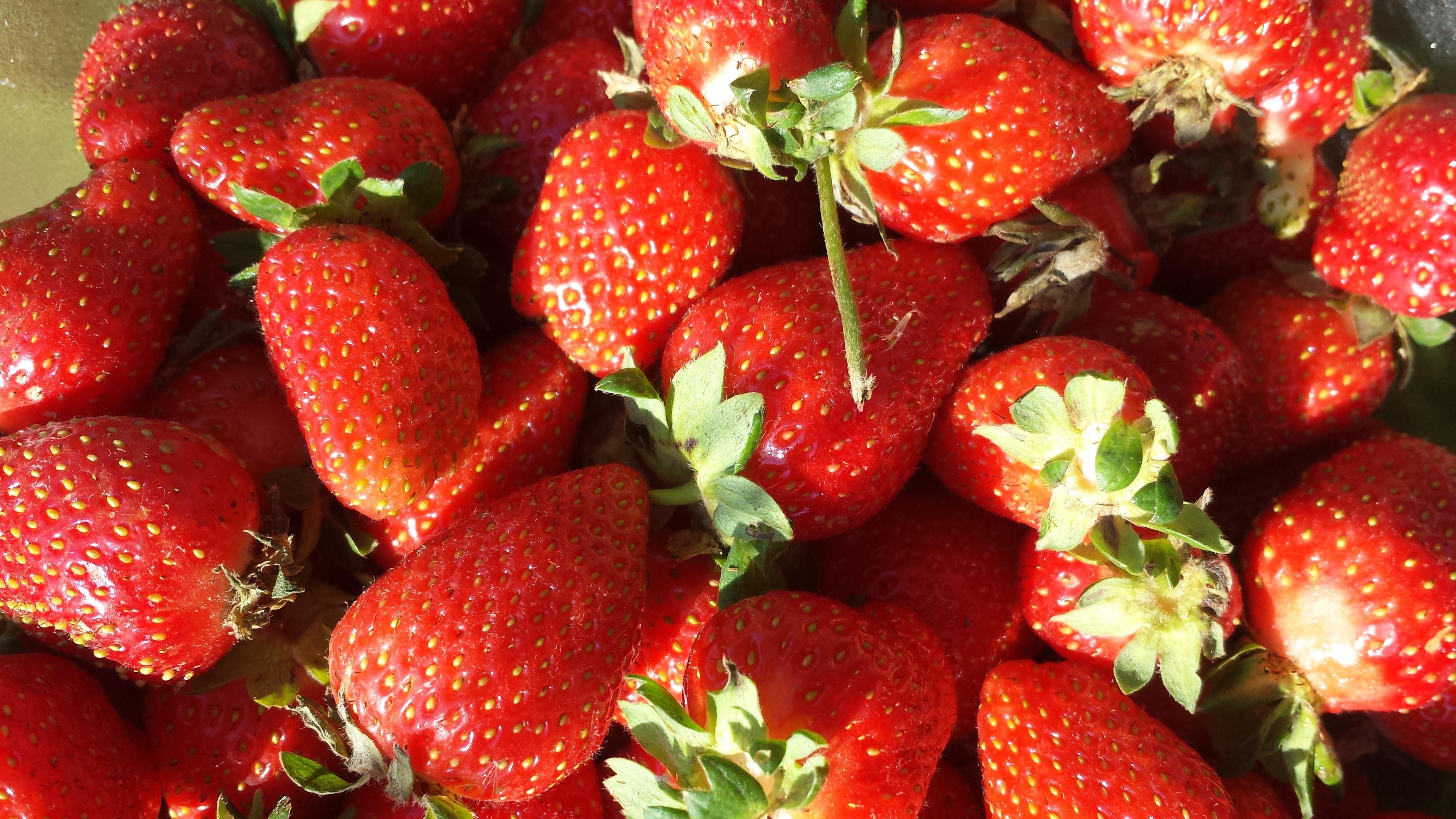 strawberries organic fresh red