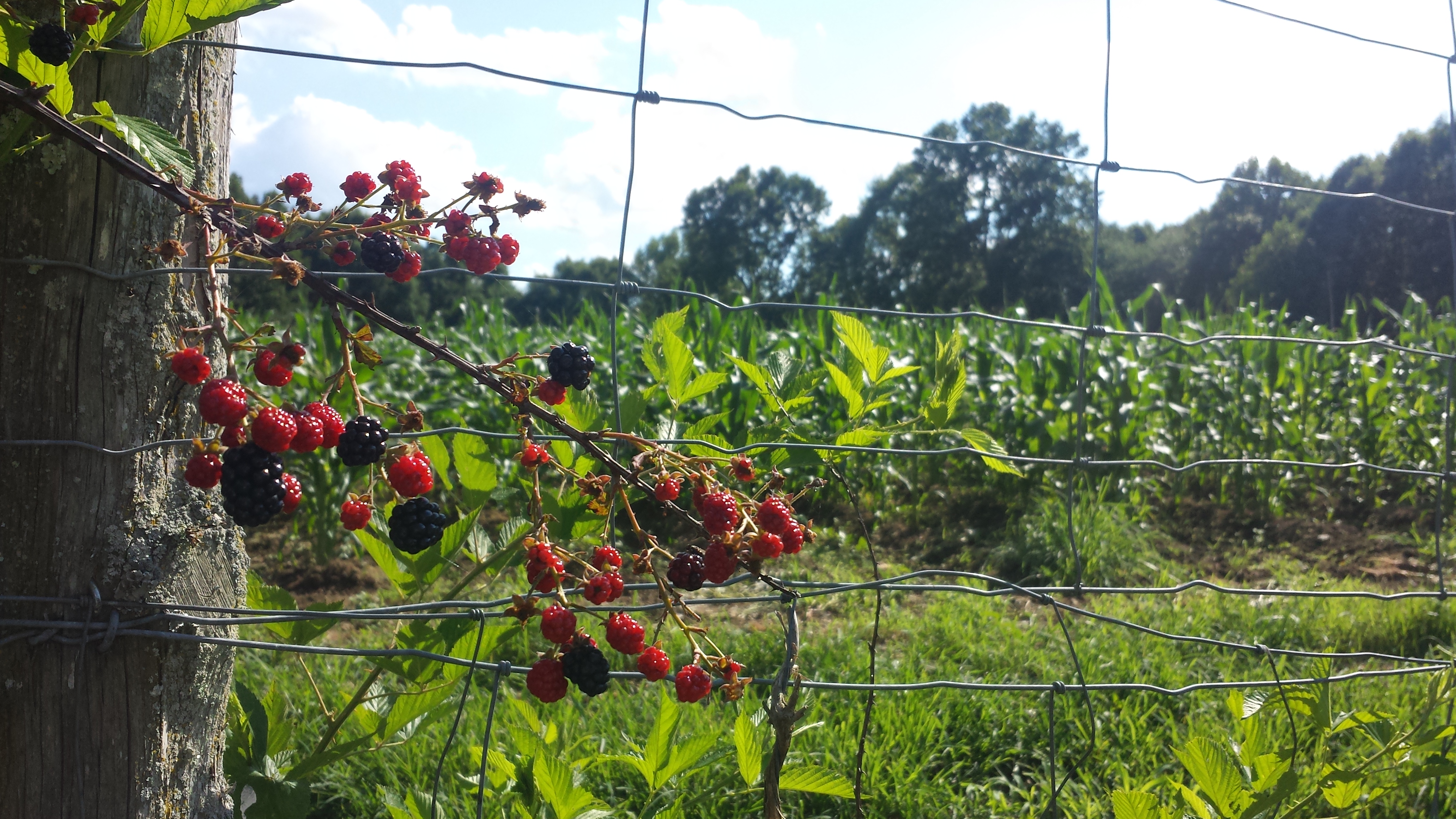 blackberry picking farm tn organic pretty
