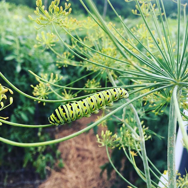 caterpillar on a dill head seed